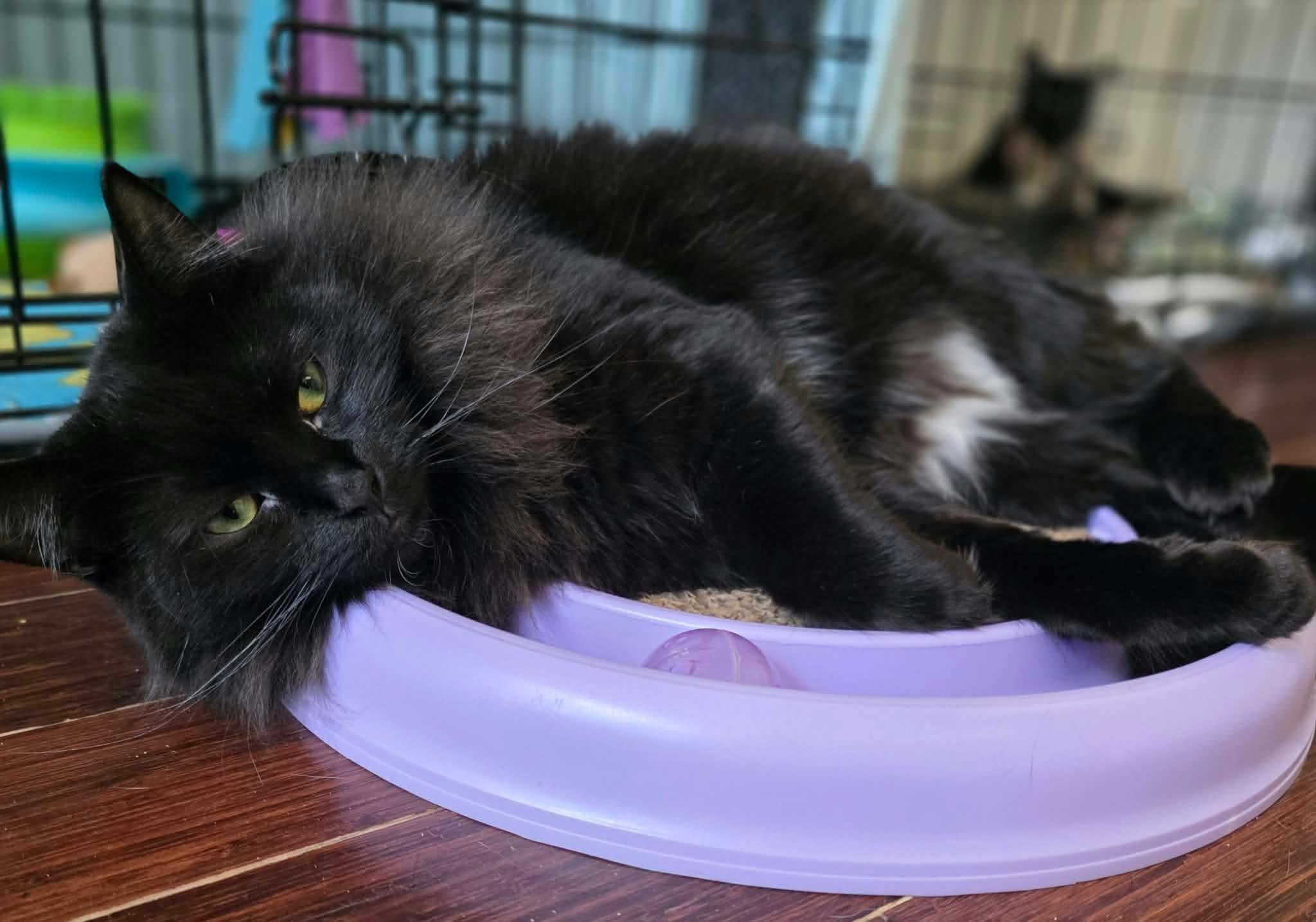 Enlarge Sora, a Adoptable Domestic Long Hair in Terrebonne, QC image 5/6