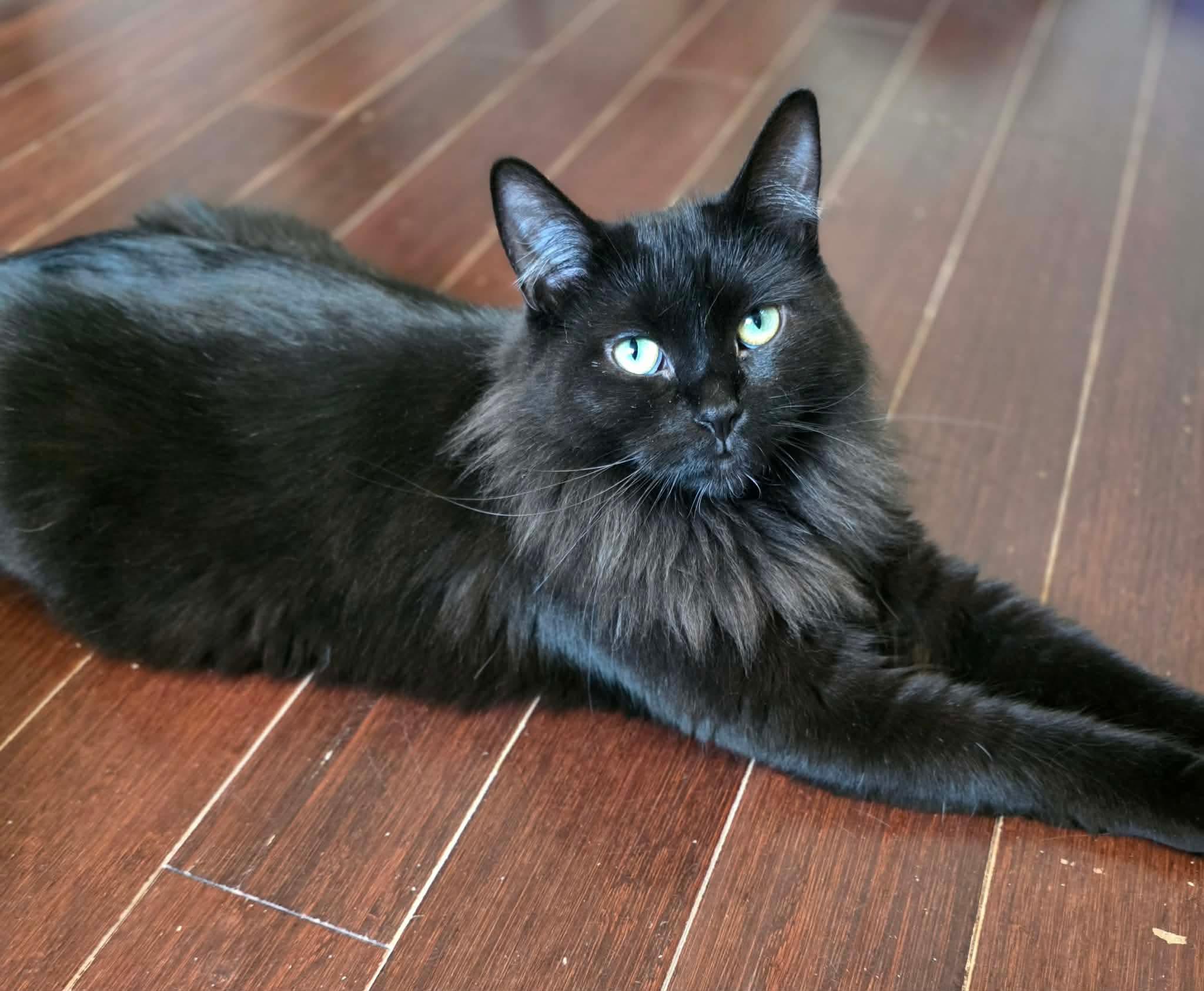 Sora, Adoptable, Young Female Domestic Long Hair.