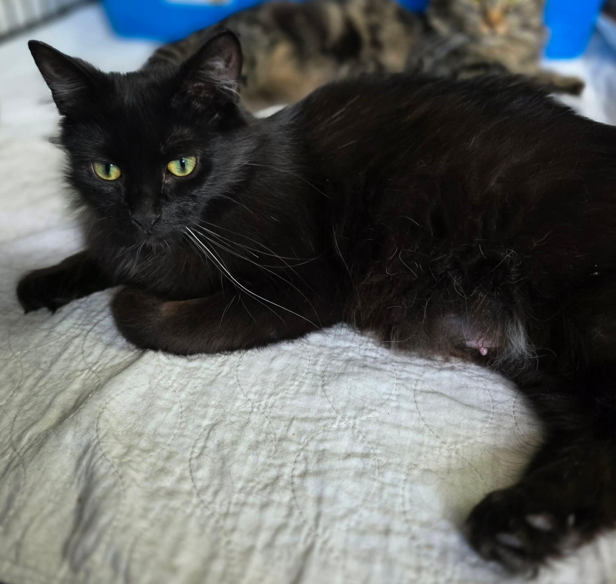 Sora, a ADOPTABLE Domestic Long Hair in Terrebonne, QC image 4/6