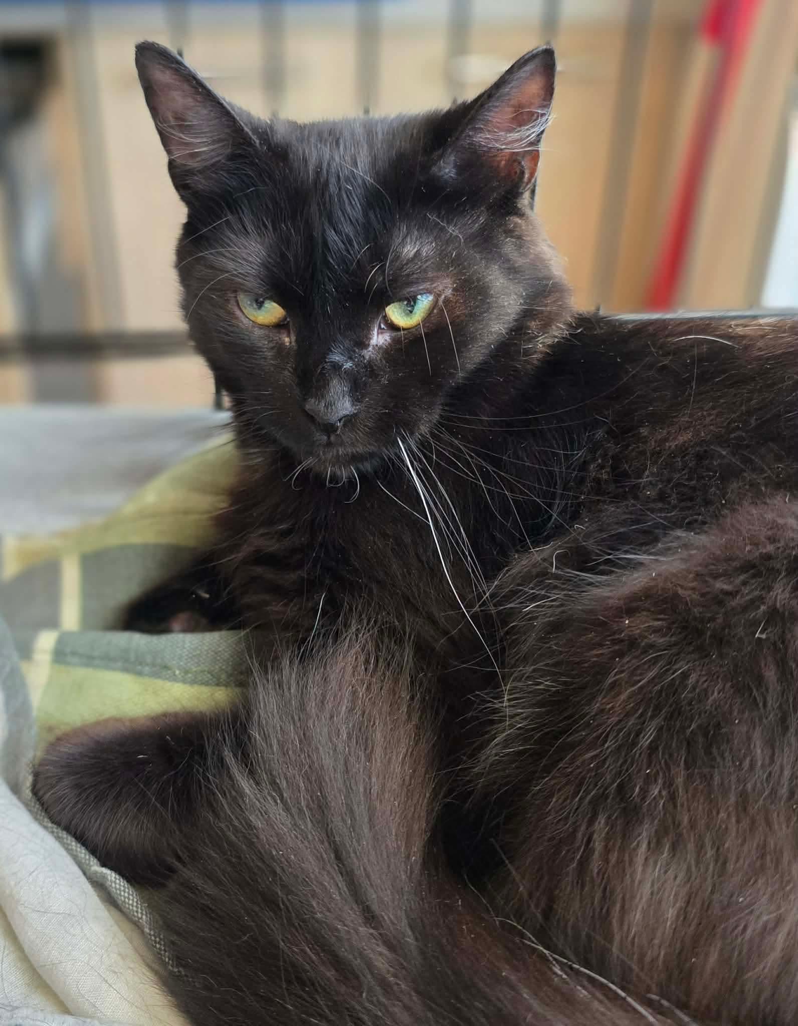 Sora, a ADOPTABLE Domestic Long Hair in Terrebonne, QC image 6/6