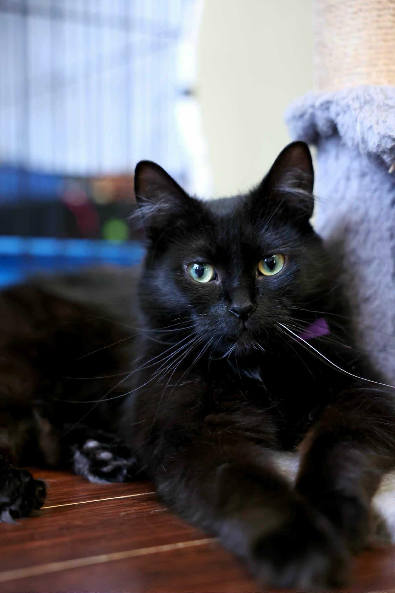 Sora, a ADOPTABLE Domestic Long Hair in Terrebonne, QC image 1/6