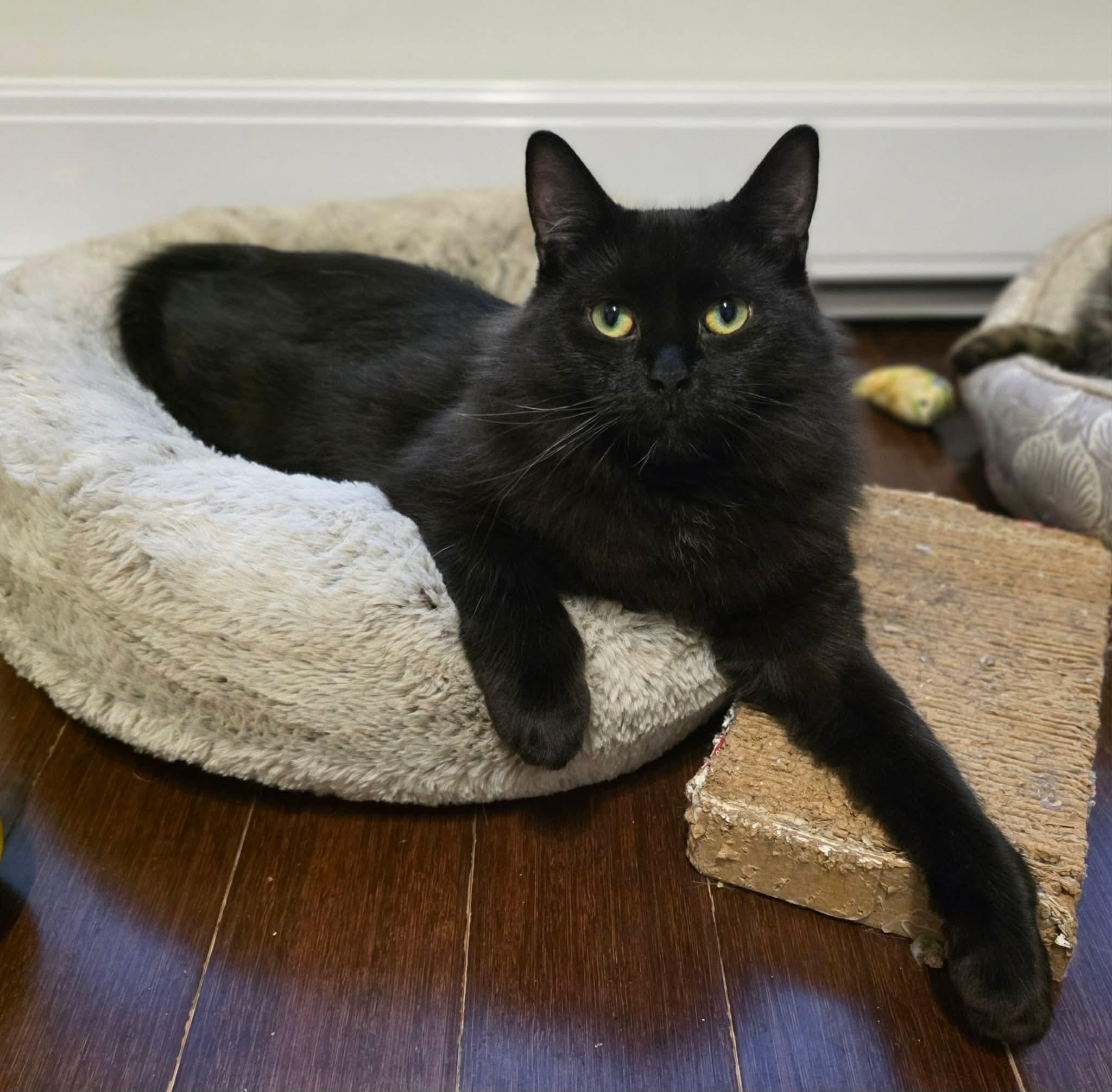 Enlarge Sora, a ADOPTABLE Domestic Long Hair in Terrebonne, QC image 6/6