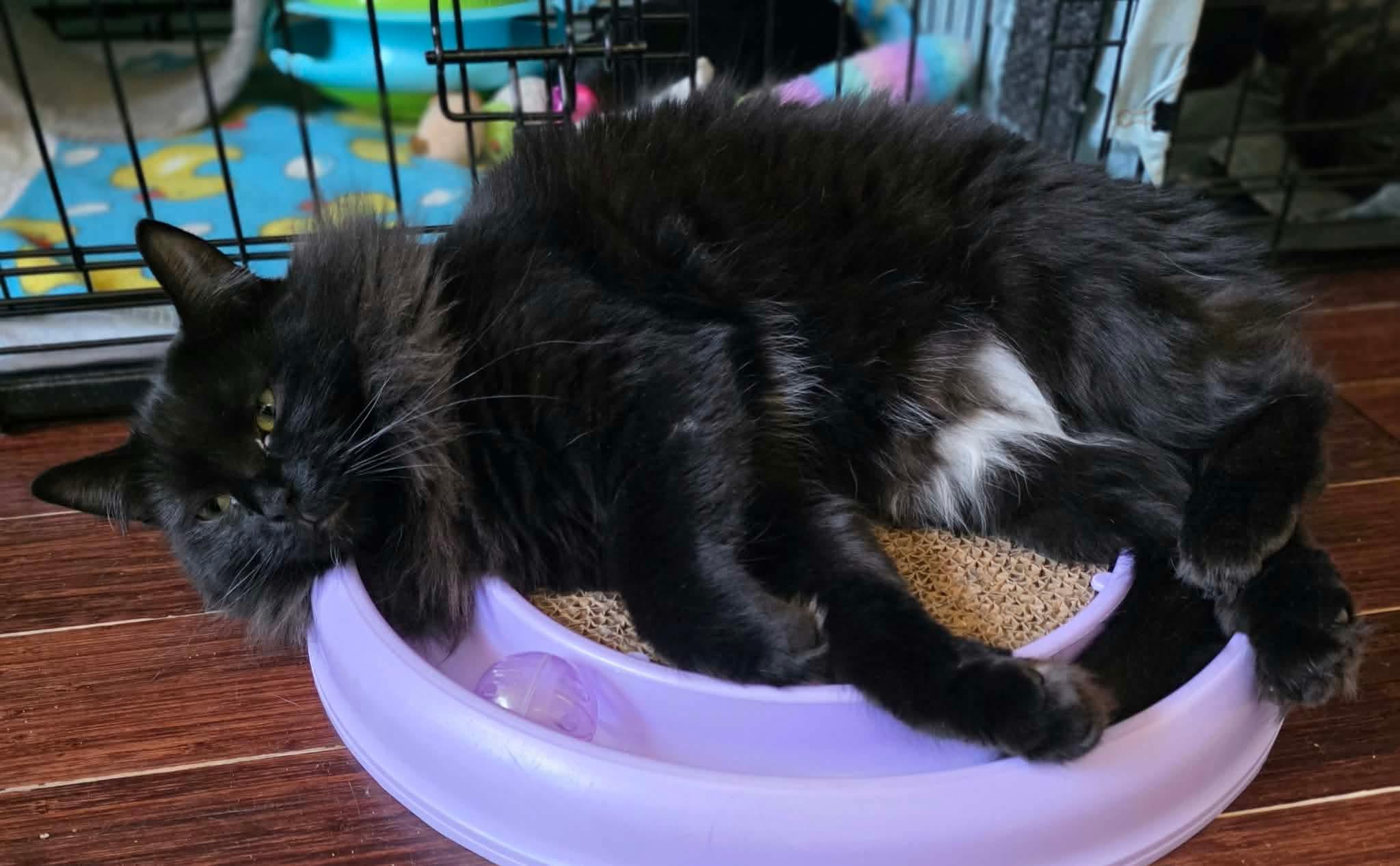 Enlarge Sora, a Adoptable Domestic Long Hair in Terrebonne, QC image 6/6