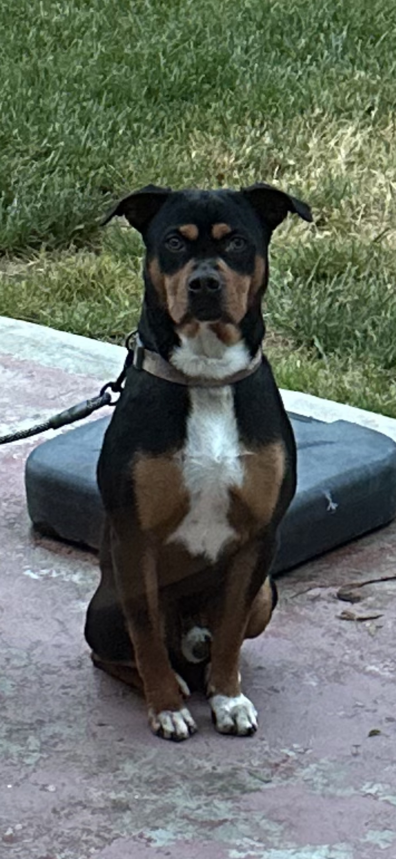 Bandit (Experienced Adopters Only) photo 5