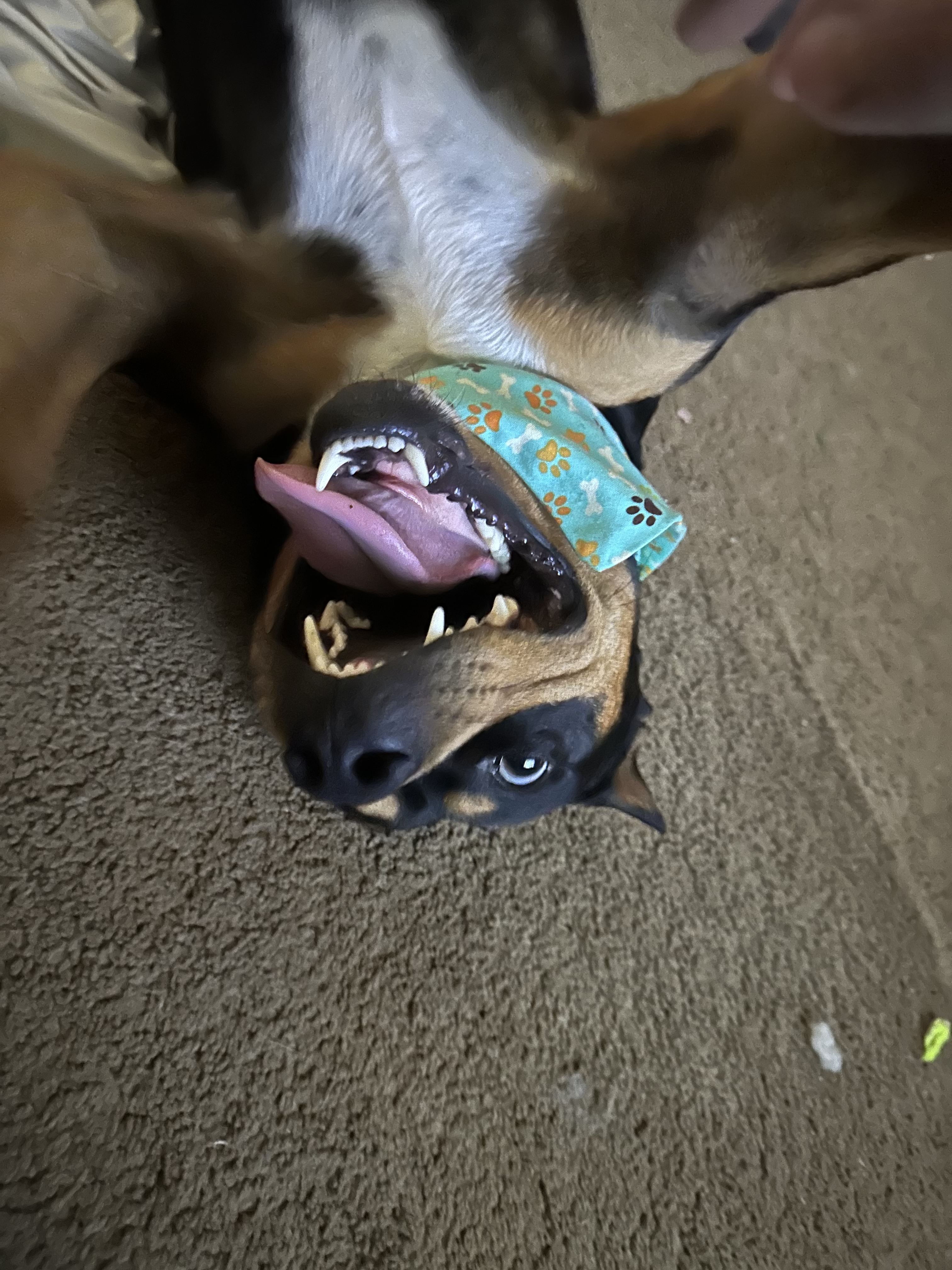 Bandit (Experienced Adopters Only) photo 2