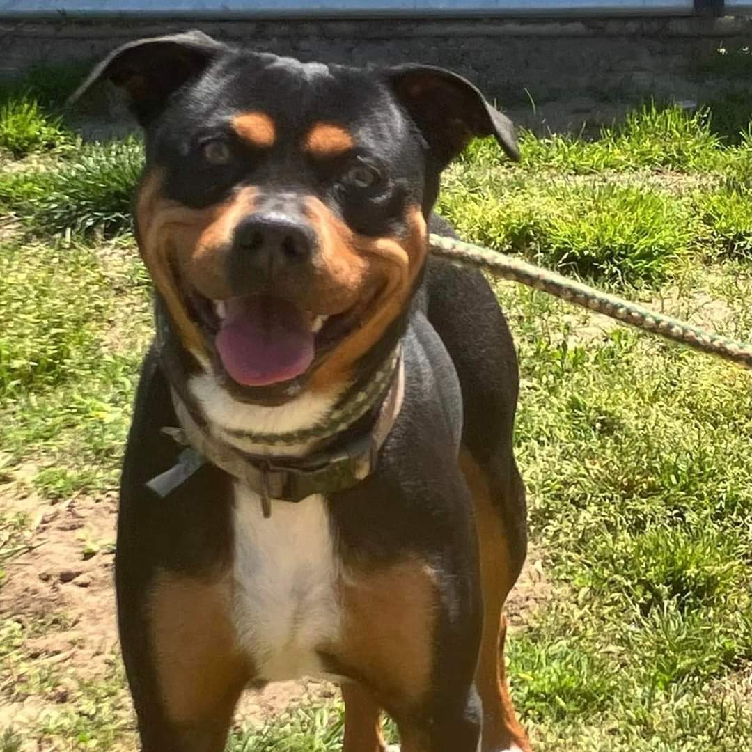 Bandit (Experienced Adopters Only) photo 3