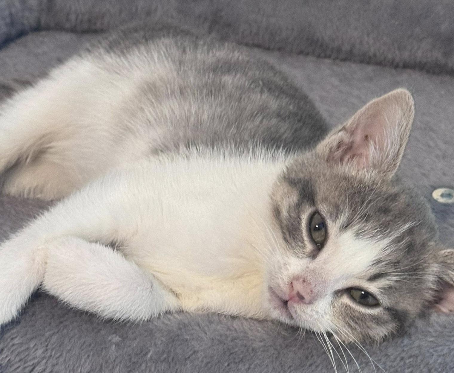 Enlarge Tigger, a Adoptable Domestic Short Hair in San Tan Valley, AZ image 1/1
