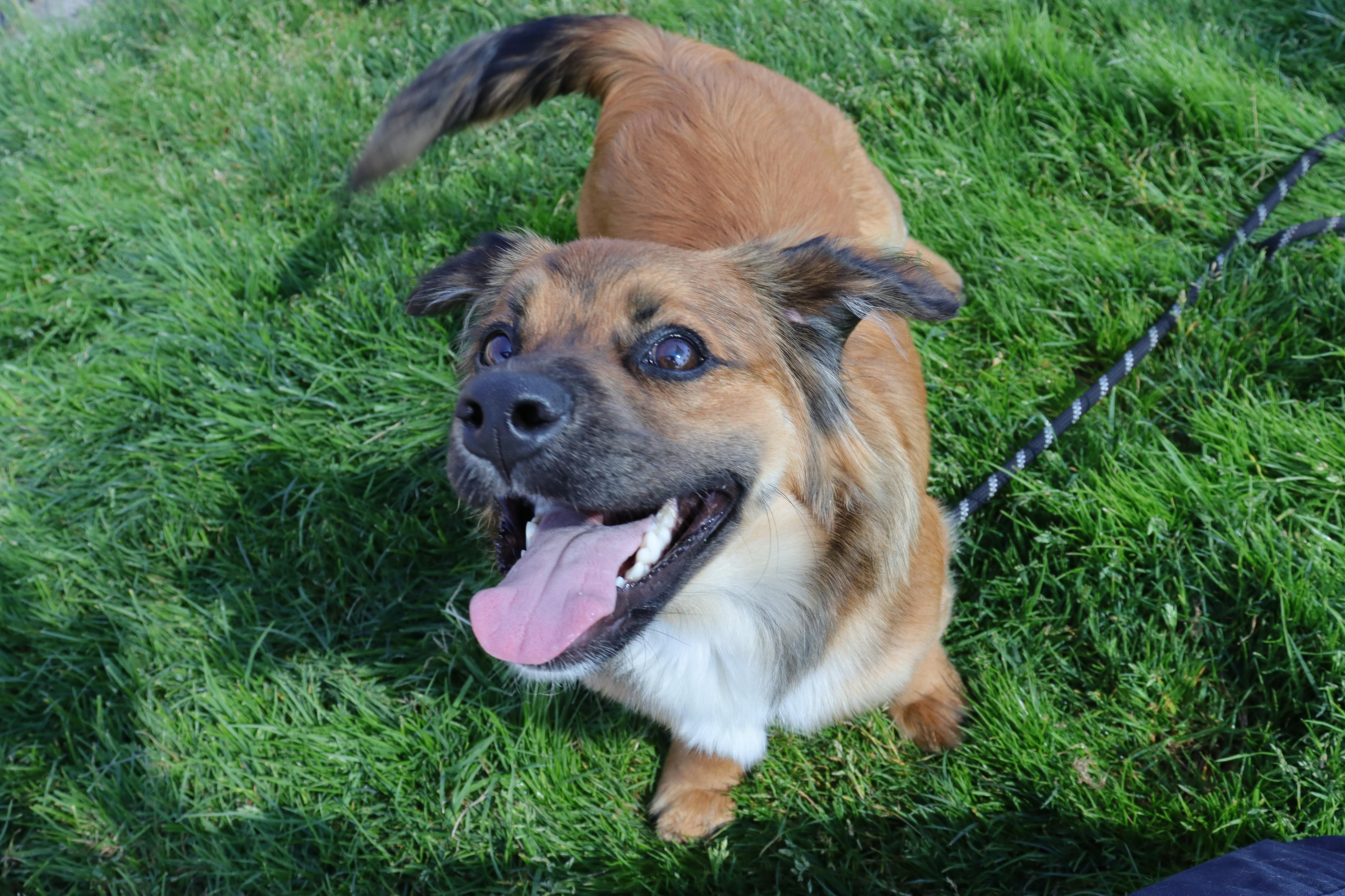 Cody, a Adoptable mixed breed in Clovis, CA image 5/6
