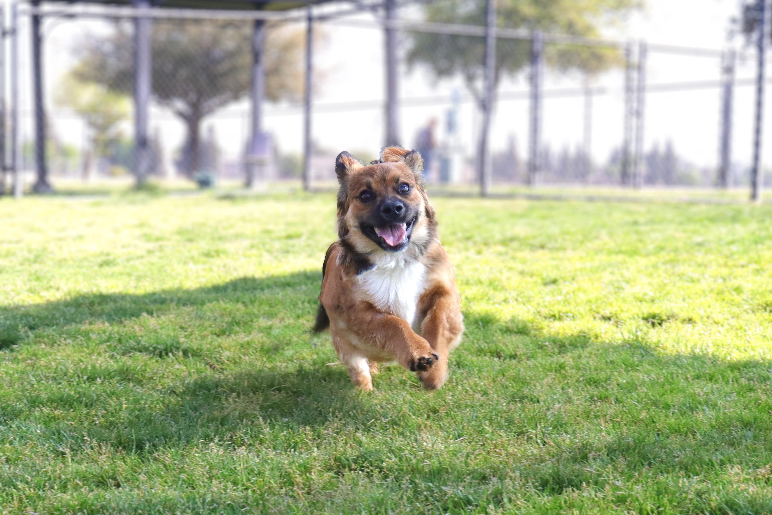 Cody, a Adoptable mixed breed in Clovis, CA image 3/6