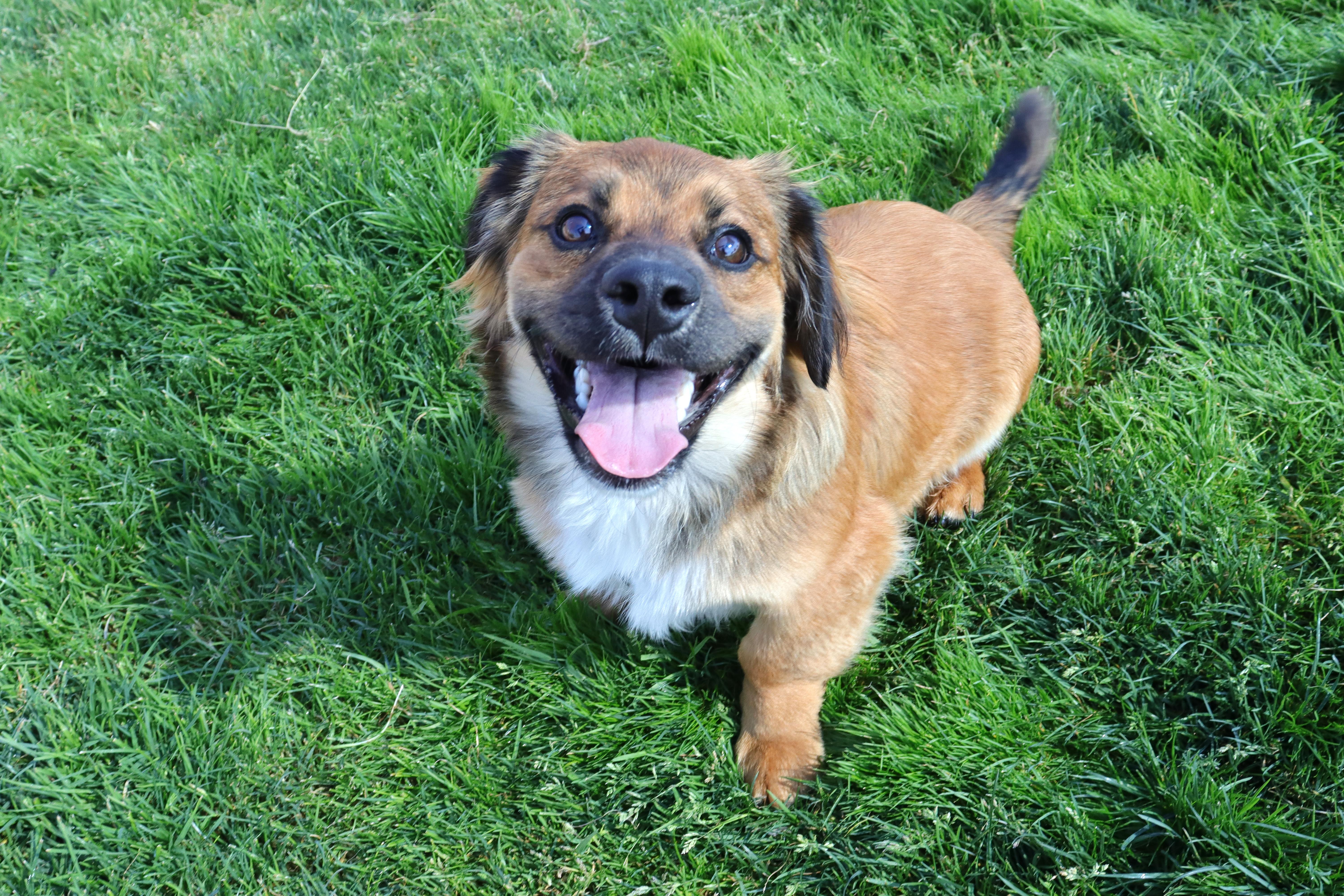 Cody, a Adoptable mixed breed in Clovis, CA image 6/6