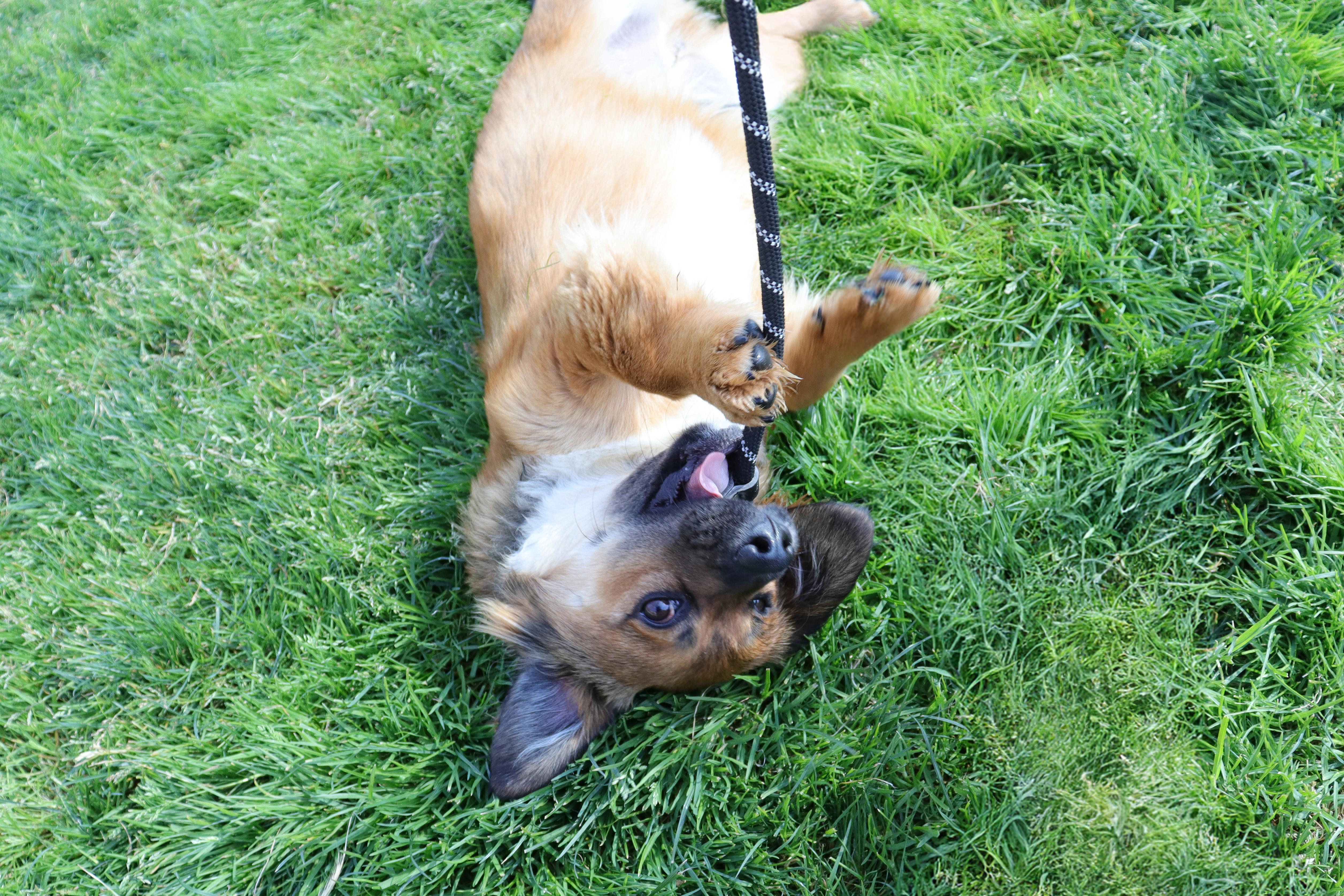 Cody, a Adoptable mixed breed in Clovis, CA image 2/6