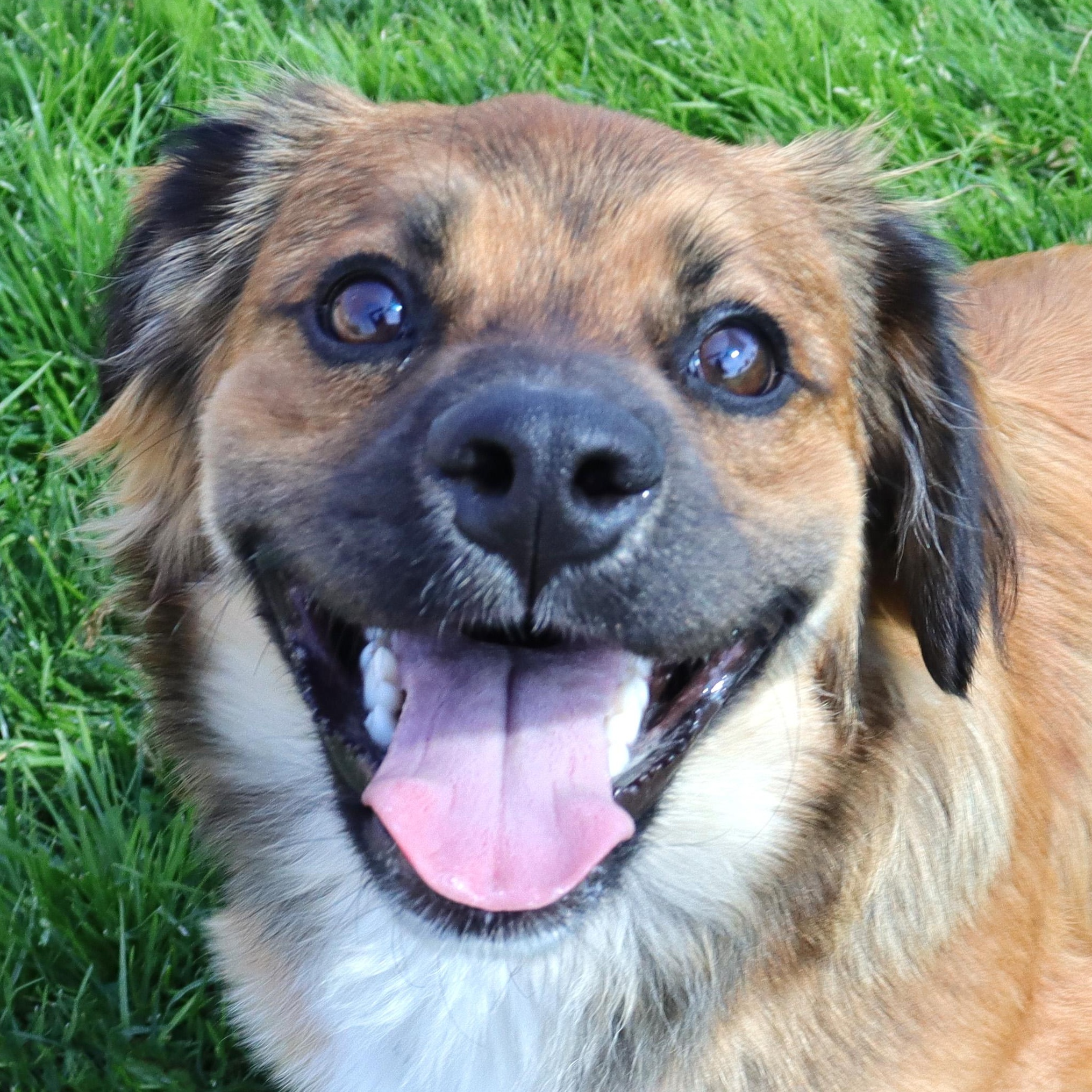 Cody, a Adoptable mixed breed in Clovis, CA image 1/6