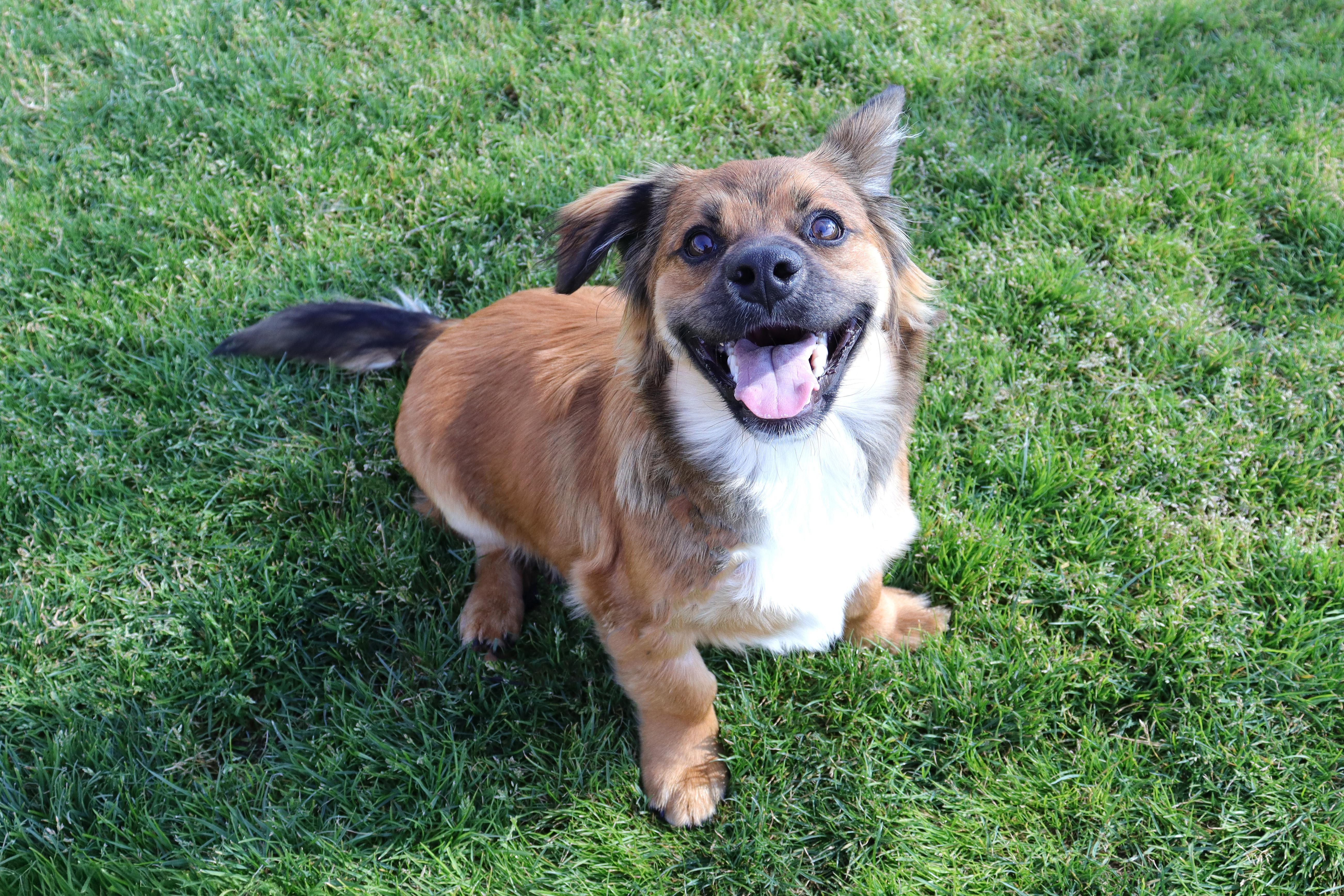 Cody, a Adoptable mixed breed in Clovis, CA image 4/6