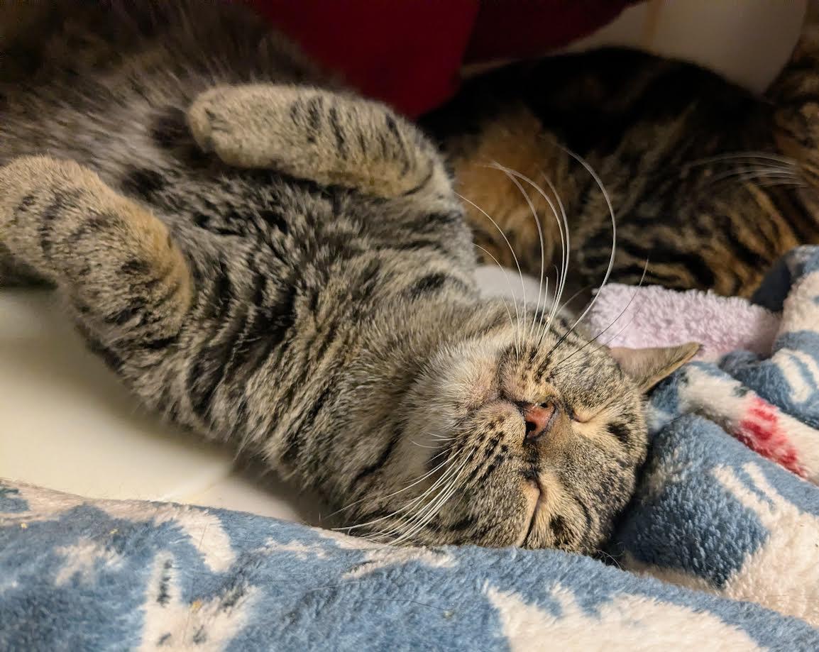 Winifred, a Adoptable mixed breed in Bellingham, WA image 2/4