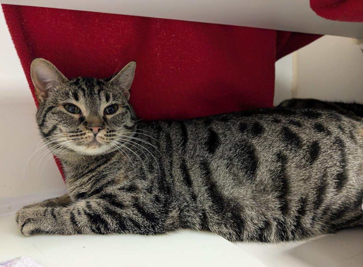 Winifred, Adoptable, Young Female Domestic Short Hair.