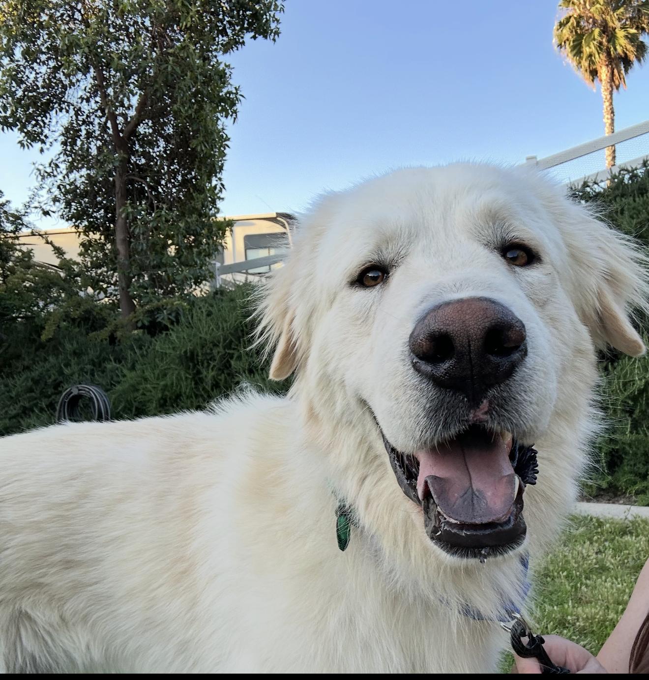 Enlarge Bear, a Adoptable Great Pyrenees in Perris, CA image 1/1
