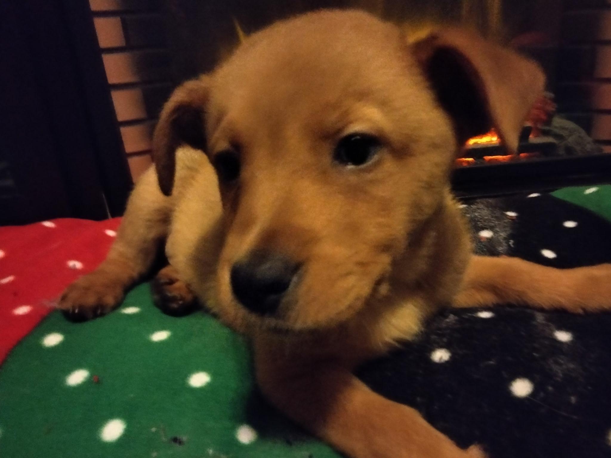 Enlarge Bailey , an adoption pending mixed breed in Bonney Lake, WA image 3/5