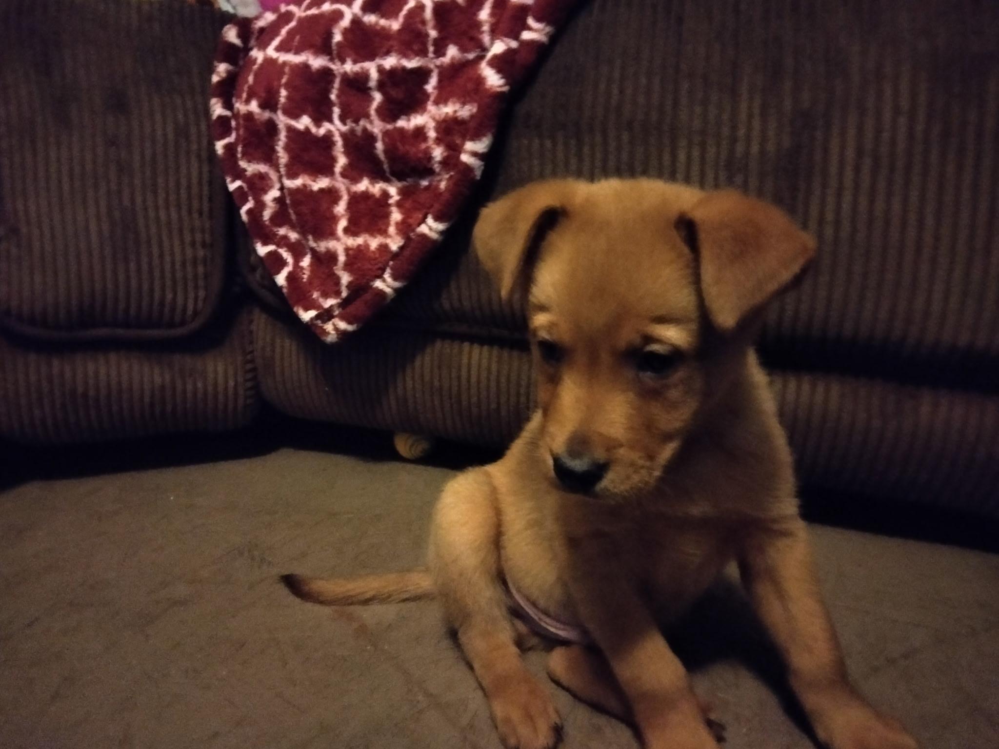 Enlarge Bailey , an adoption pending mixed breed in Bonney Lake, WA image 1/5