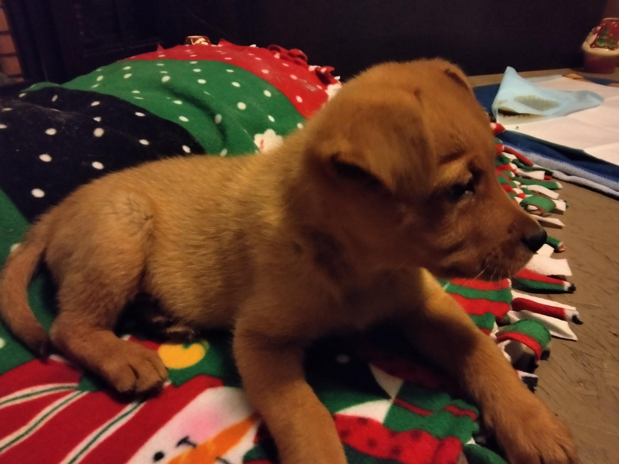 Enlarge Bailey , an adoption pending mixed breed in Bonney Lake, WA image 2/5