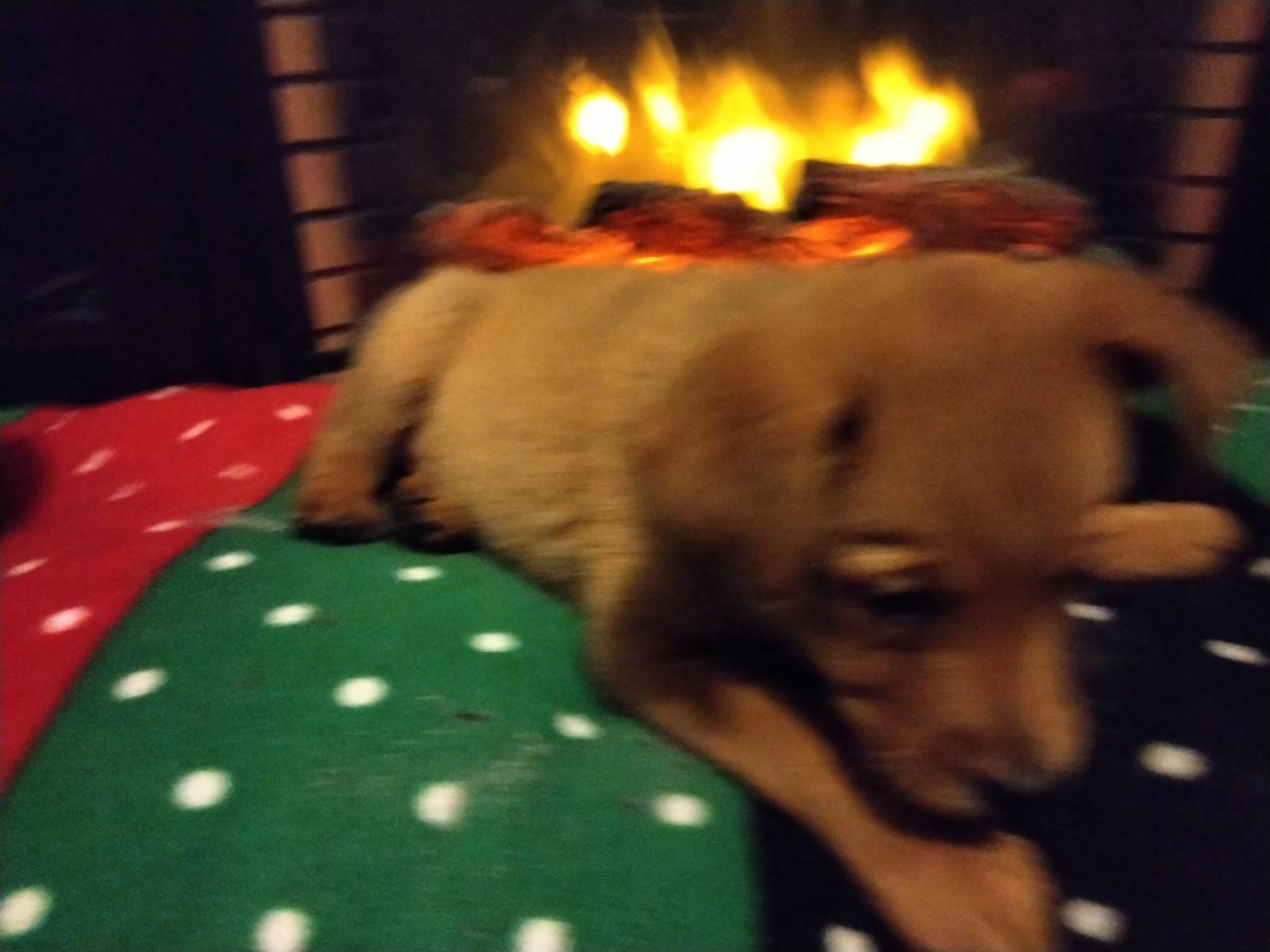 Enlarge Bailey , an adoption pending mixed breed in Bonney Lake, WA image 4/5