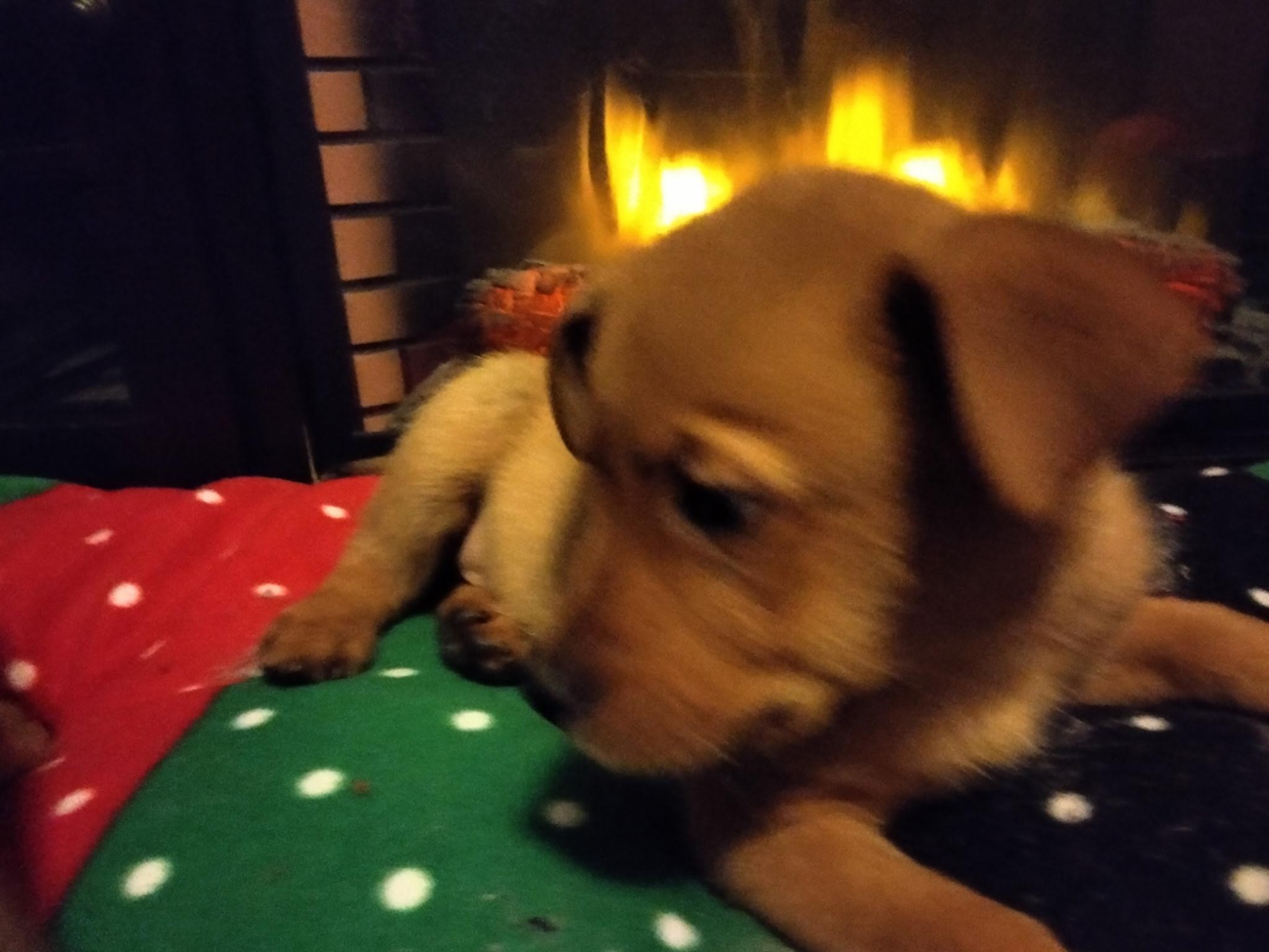 Enlarge Bailey , an adoption pending mixed breed in Bonney Lake, WA image 5/5