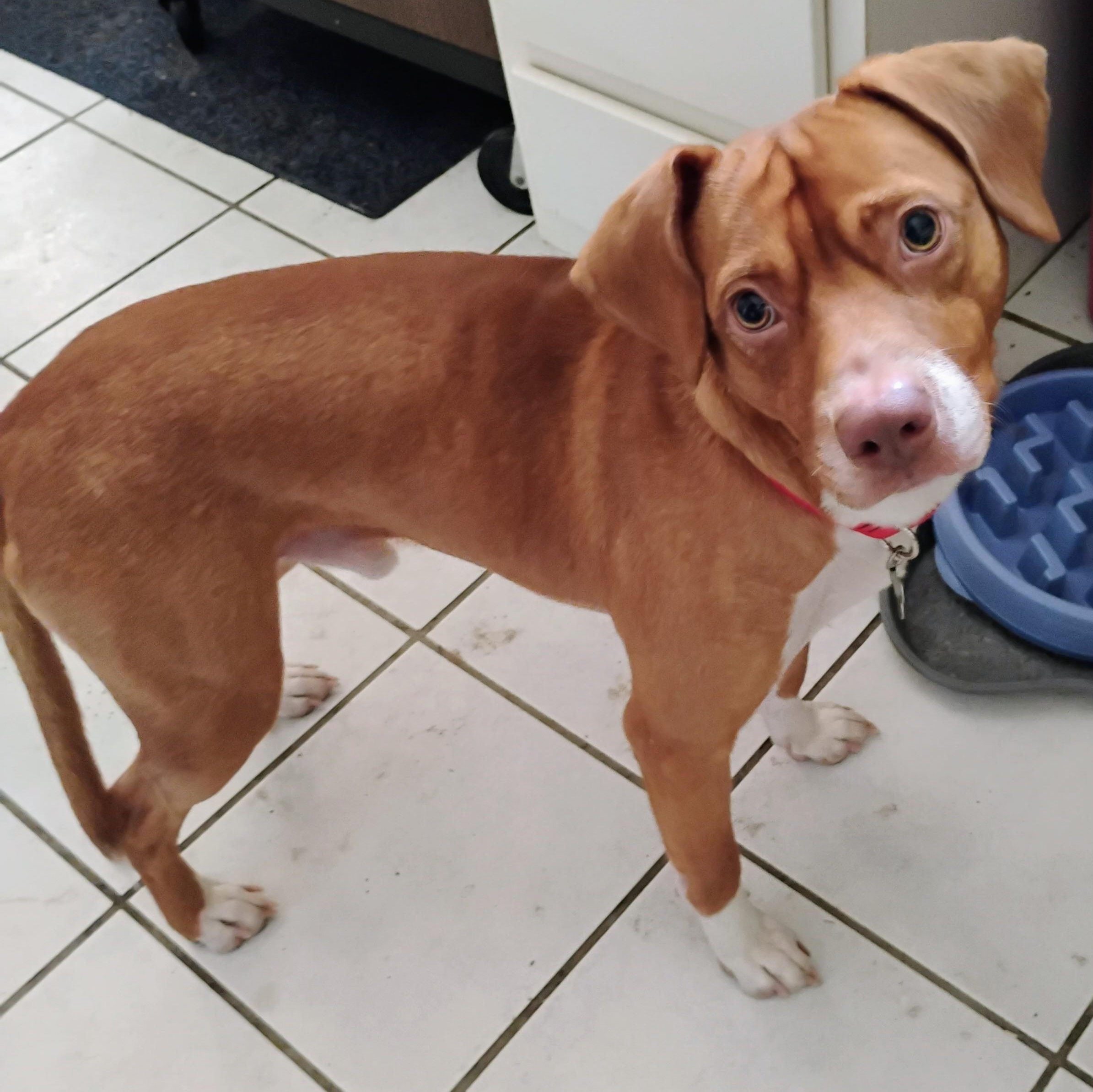 Rusty, Adopted, Young Male Mixed Breed.