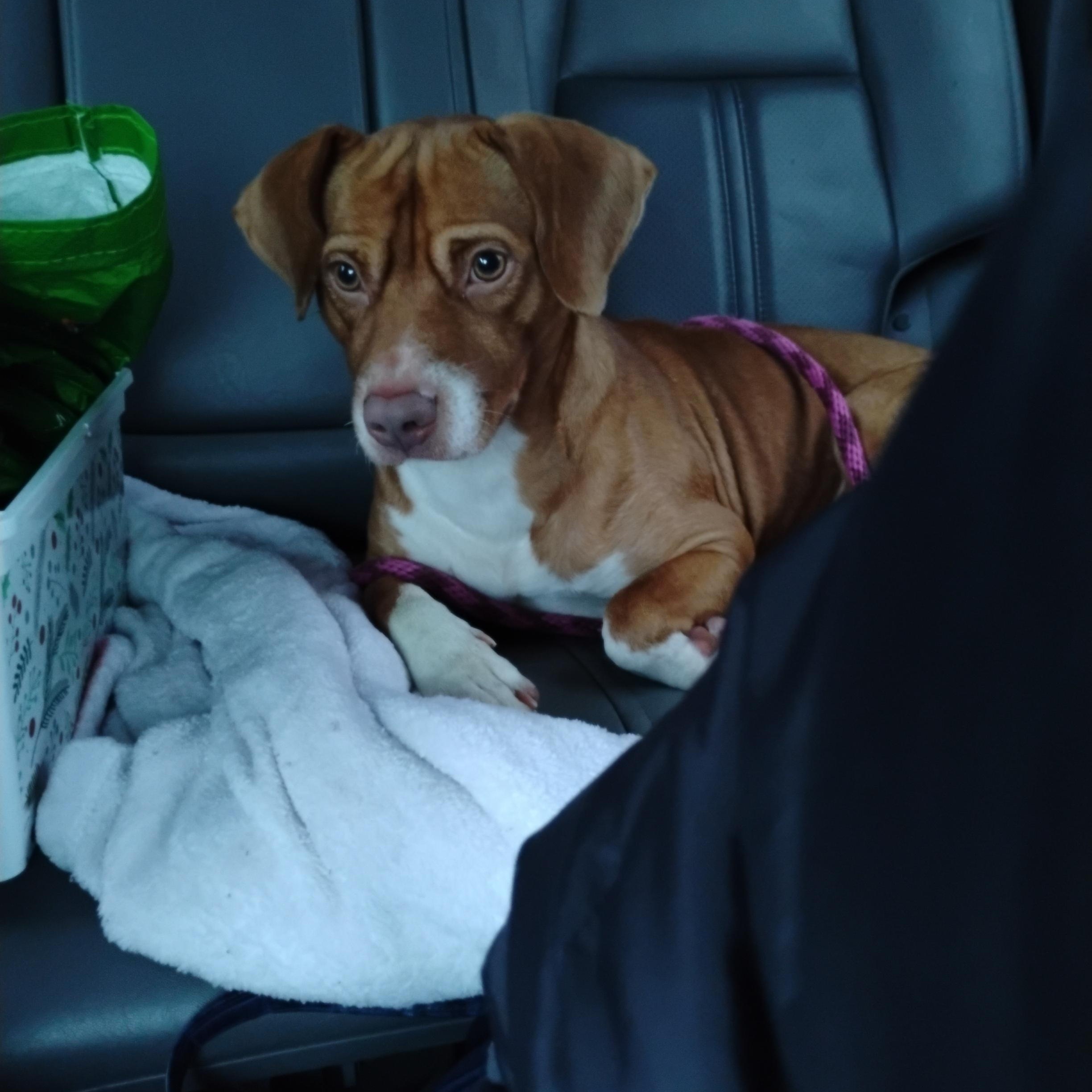 Enlarge Rusty, a Adopted Mixed Breed in Villa Park, IL image 2/3