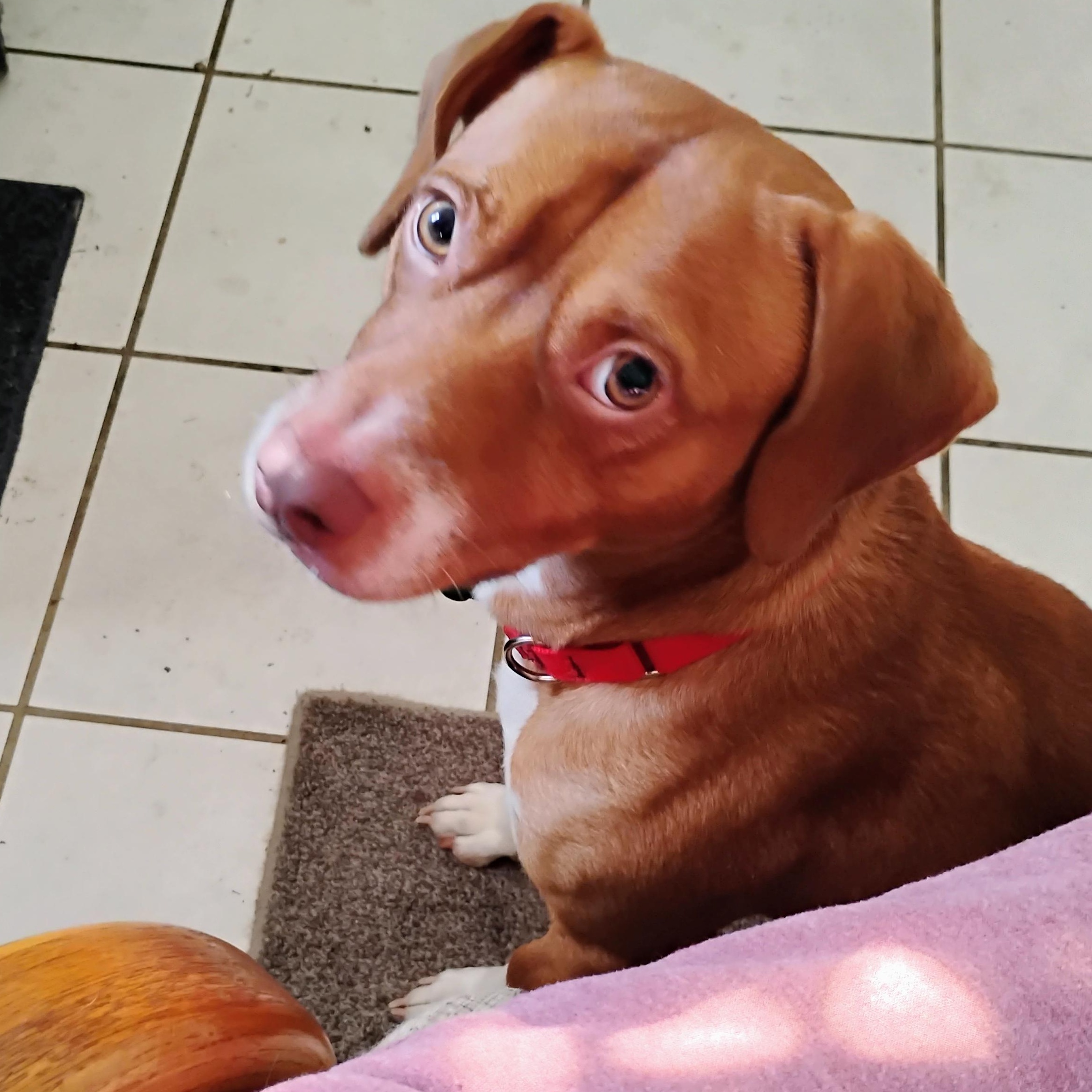 Enlarge Rusty, a Adopted Mixed Breed in Villa Park, IL image 3/3