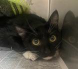 Pepper, Young Female Domestic Short Hair