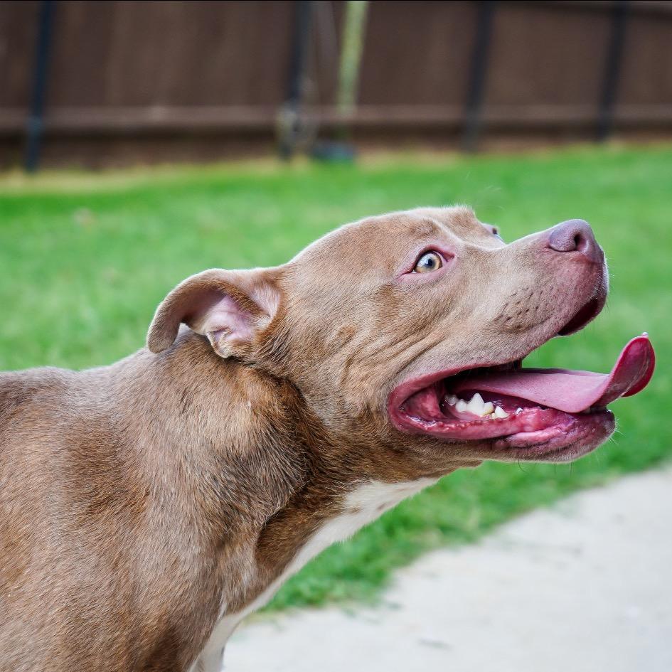 Enlarge Honcho, a Adoptable mixed breed in Dallas, TX image 1/3
