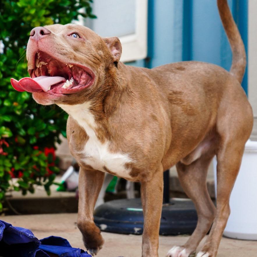 Enlarge Honcho, a Adoptable mixed breed in Dallas, TX image 2/3