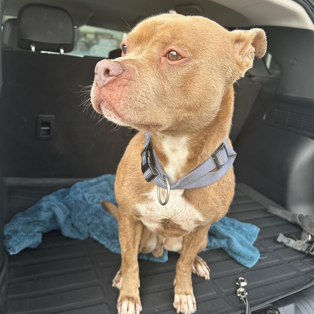 Enlarge Honcho, a Adoptable mixed breed in Dallas, TX image 3/3