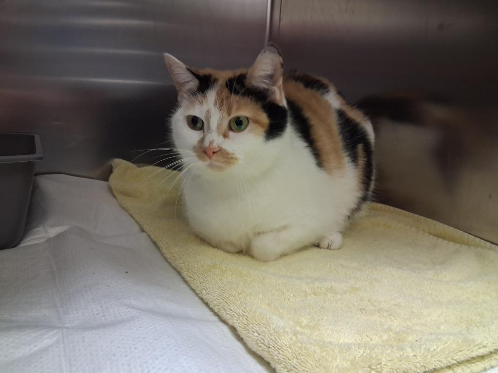 Enlarge COOKIE, a Adoptable mixed breed in Wintersville, OH image 1/3