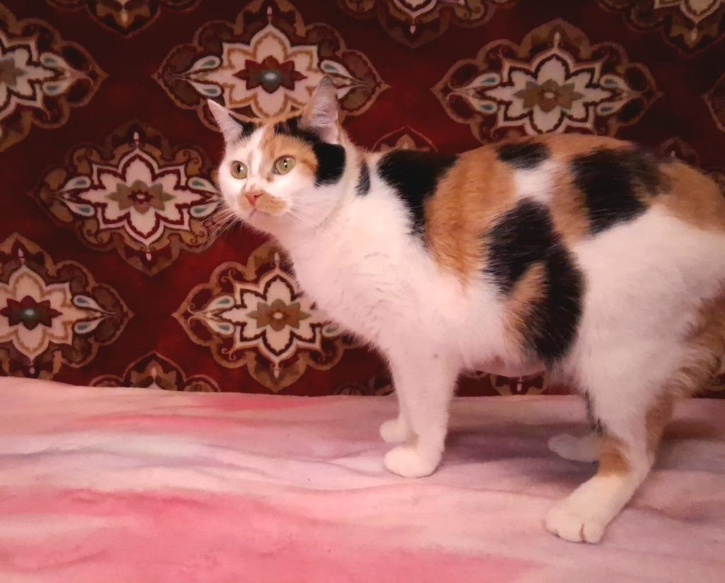 Enlarge COOKIE, a Adoptable mixed breed in Wintersville, OH image 2/3