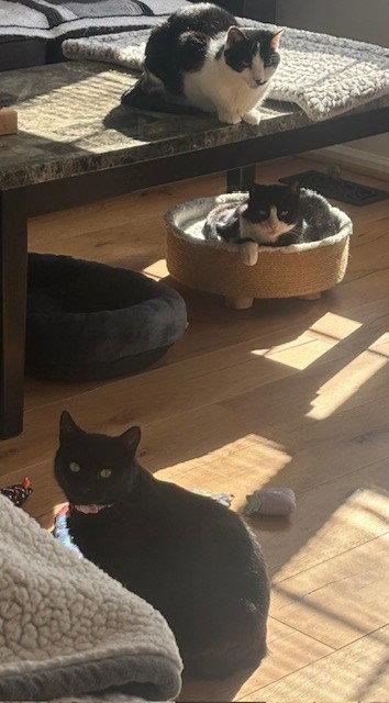 Karsey: Barn Cat (FCID# 10/22/2025 - 78) C, Adopted, Young Female Domestic Short Hair.