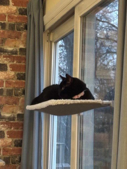 Enlarge Karsey: Barn Cat (FCID# 10/22/2025 - 78) C, a Adopted Domestic Short Hair in Greenville, DE image 2/3