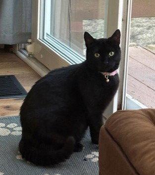 Enlarge Karsey: Barn Cat (FCID# 10/22/2025 - 78) C, a Adopted Domestic Short Hair in Greenville, DE image 3/3