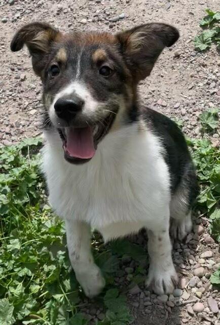 Billie, an adopted mixed breed in Polson, MT image 4/6