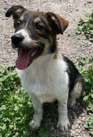 Billie, adopted, Puppy Male Border Collie.