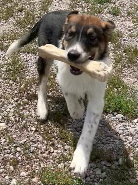 Billie, an adopted mixed breed in Polson, MT image 3/6