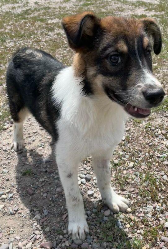 Billie, an adopted mixed breed in Polson, MT image 6/6