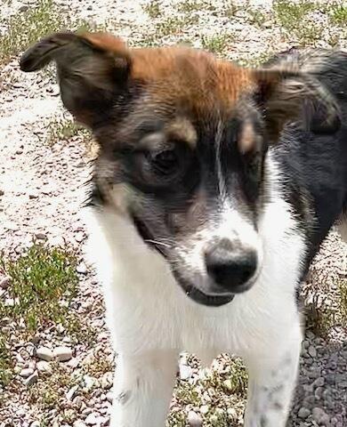 Billie, an adopted mixed breed in Polson, MT image 5/6