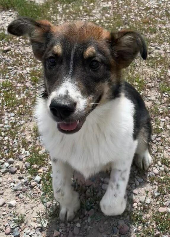 Billie, an adopted mixed breed in Polson, MT image 2/6