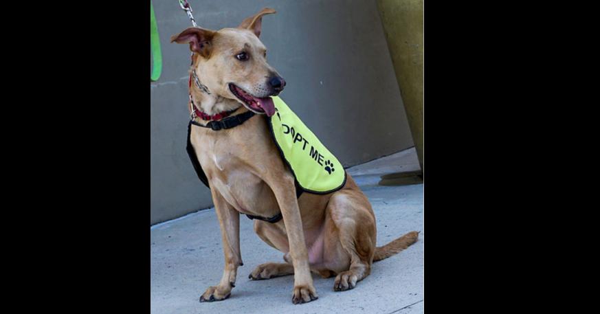 Enlarge Manny, a Adoptable mixed breed in Dallas, TX image 1/3