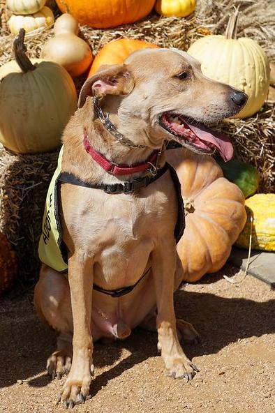 Enlarge Manny, a Adoptable mixed breed in Dallas, TX image 2/3