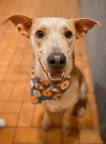 Enlarge Manny, a Adoptable mixed breed in Dallas, TX image 3/3