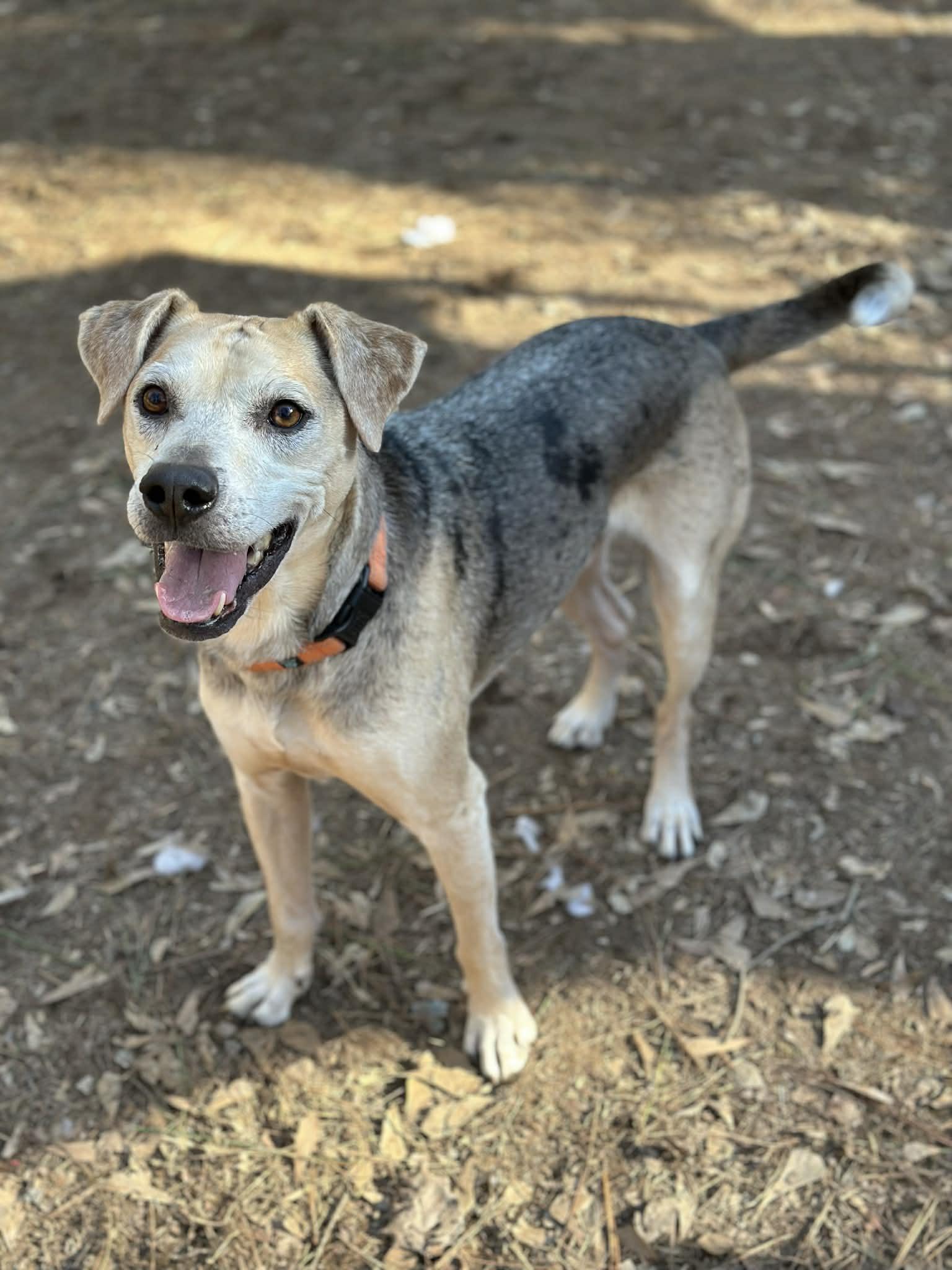 Enlarge Koda, a ADOPTABLE mixed breed in Atlanta, GA image 4/5