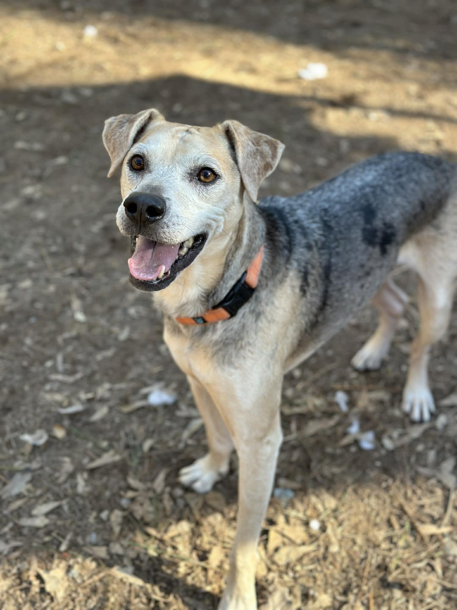 Enlarge Koda, a ADOPTABLE mixed breed in Atlanta, GA image 5/5