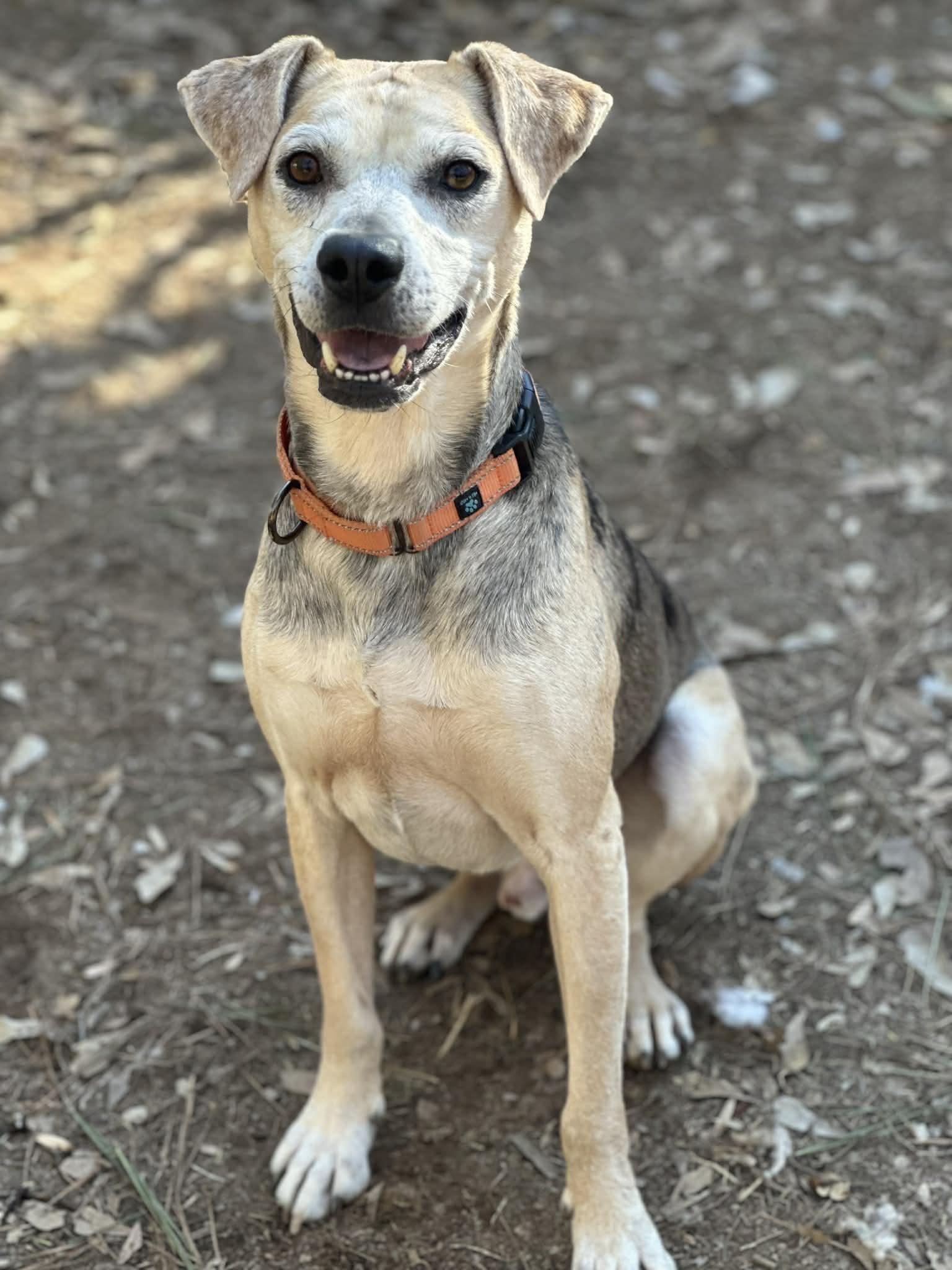 Koda, ADOPTABLE, Adult Male Catahoula Leopard Dog & Beagle.