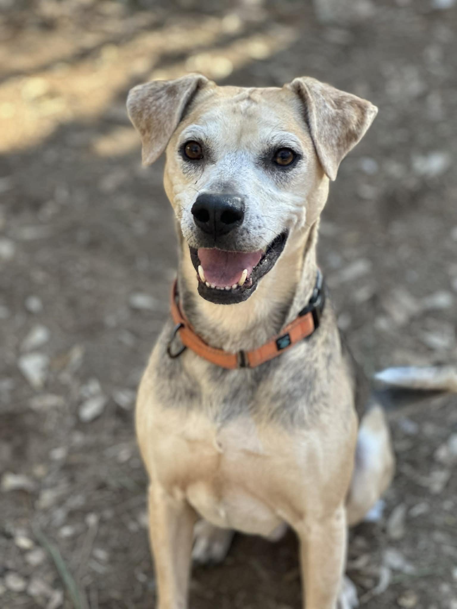 Enlarge Koda, a ADOPTABLE mixed breed in Atlanta, GA image 2/5